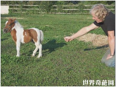 世界上最小的马种——法拉贝拉