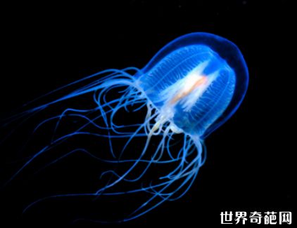 世界上寿命最长的动物：灯塔水母的寿命有多长