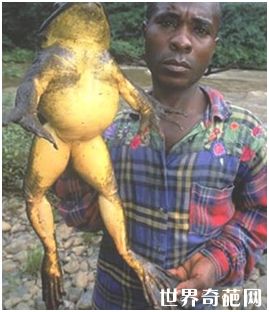 世界上最大的蛙——喀麦隆巨蛙