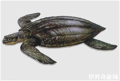 世界上最大的龟——棱皮龟