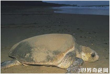 世界上最大的龟——棱皮龟