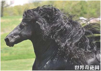 世界最帅长发马——“腓特烈二世”