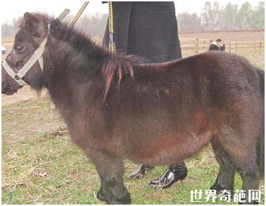 世界上最小的马种——法拉贝拉