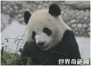 大熊猫“51克”