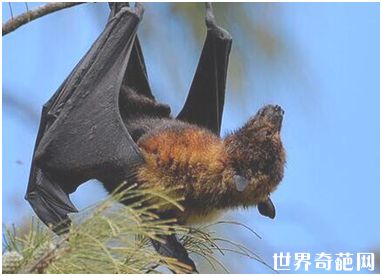 世界上最大的蝙蝠——马来大狐蝠