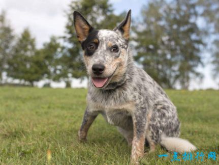 最聪明的狗之一澳洲牧牛犬