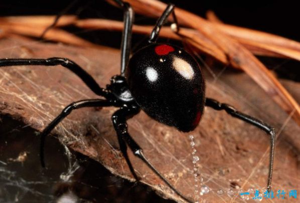 10.黑寡妇蜘蛛