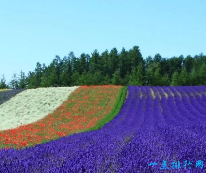 北海道花海