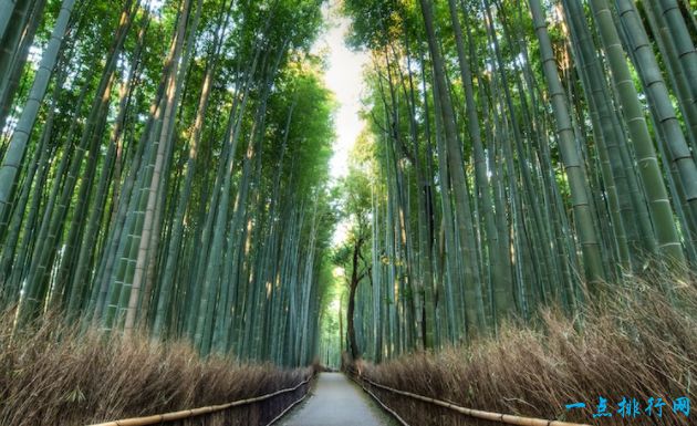 京都嵯峨野竹林