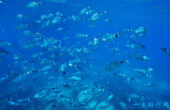 海洋生物学