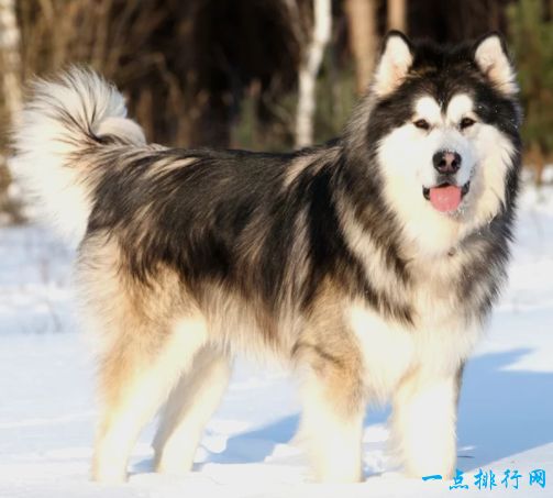 【图】最不怕冷的10种狗狗 阿拉斯加雪橇犬上榜