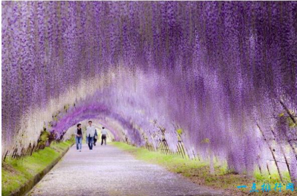 日本紫藤花隧道