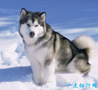 阿拉斯加雪橇犬