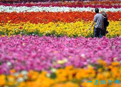 阿姆斯特丹雏菊花海