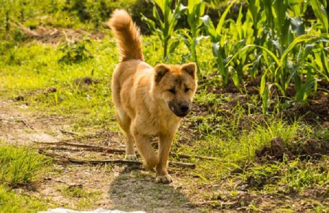 中华田园犬