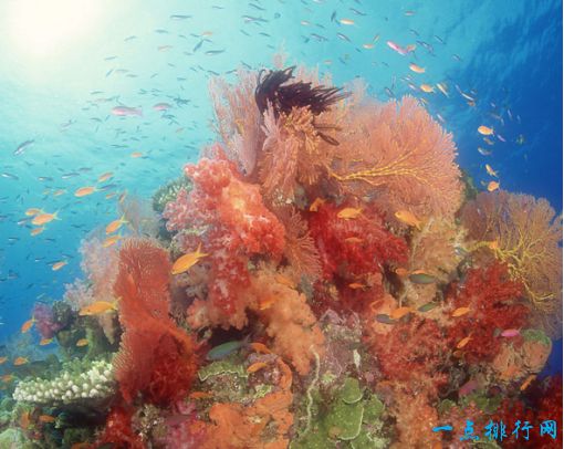 珊瑚海中的大堡礁