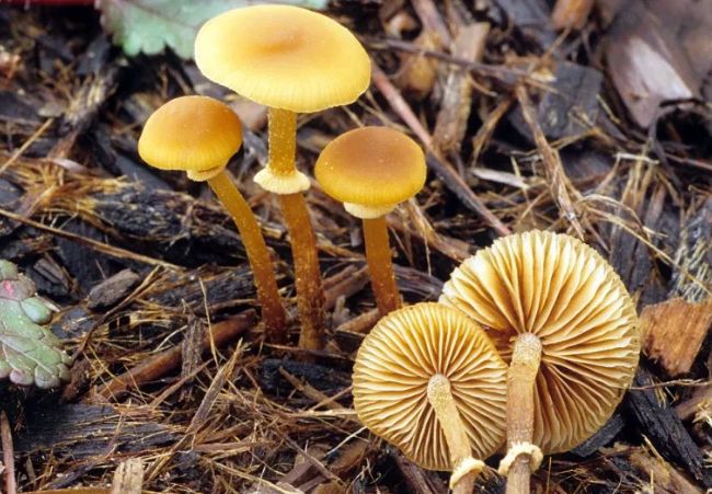 Conocybe Filaris