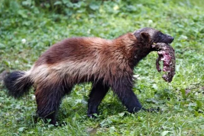 狼獾是杂食动物