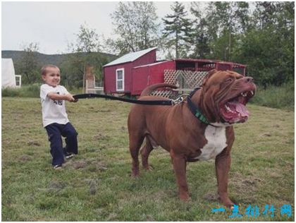 世界最大斗牛犬——斗牛犬浩克