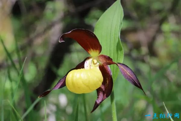 Yellow and Purple Lady Slippers