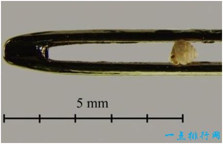 蜗牛与针孔大小比较