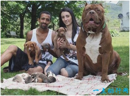 世界最大斗牛犬——斗牛犬浩克