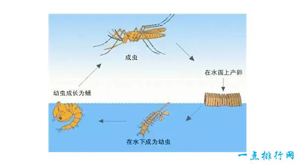 蚊子的产卵能力