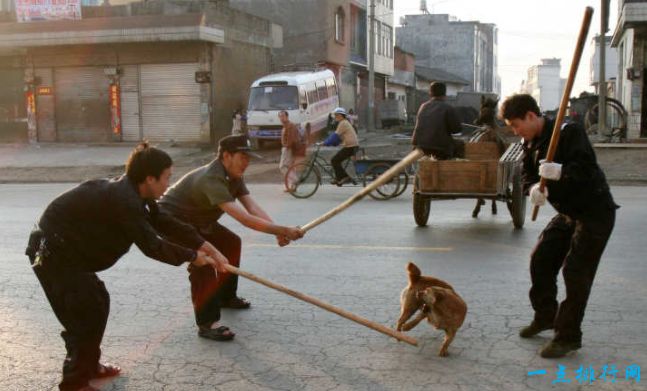 世界上最难治的传染病 几乎必死的狂犬病 别让你的宠物成为杀人凶手