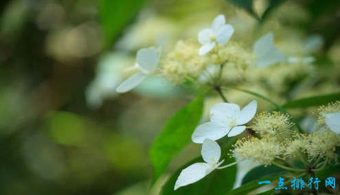 荼蘼花