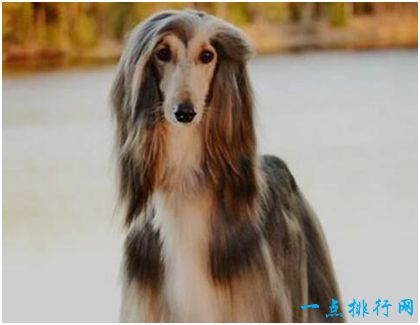 阿富汗猎犬