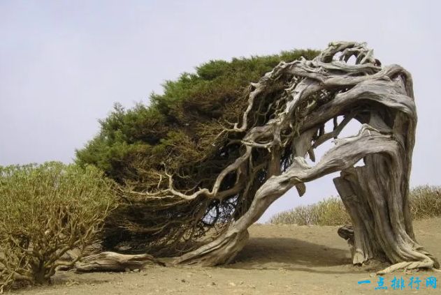 El Arbol de la Sabina