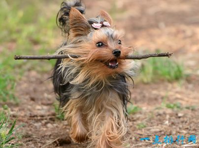 约克夏梗犬