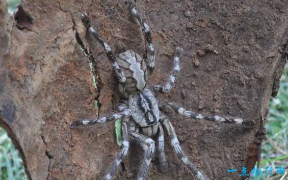 Poecilotheria Rajaei