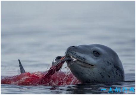 豹形海豹