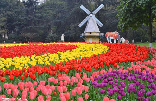 郁金香花海