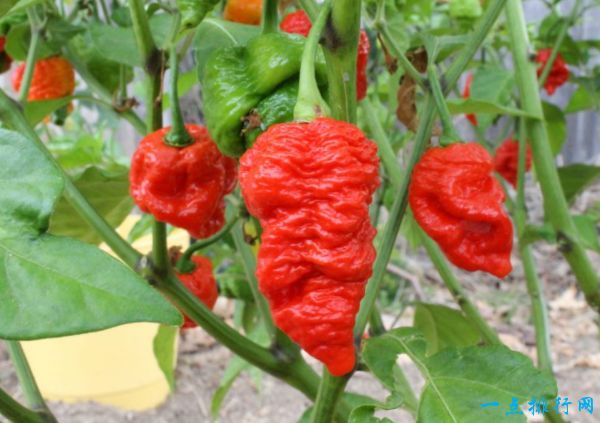 7 Pot Red