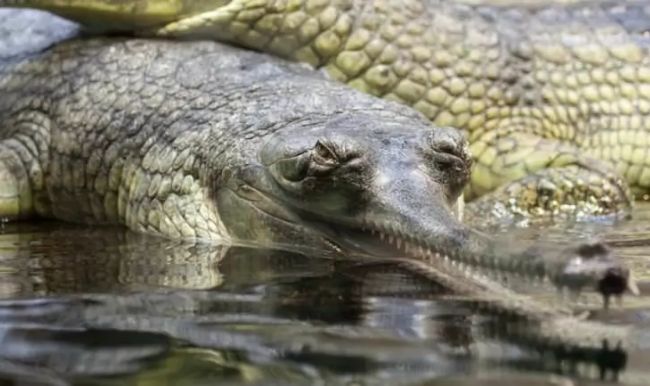 Gharials