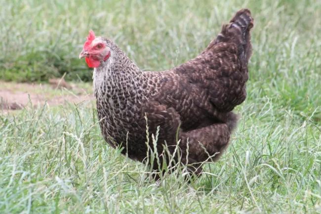 Speckledy hen- Hybrid