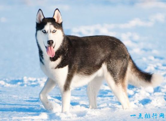 西伯利亚雪橇犬