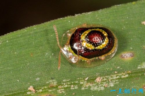 Tortoise and Leaf-mining Beetle