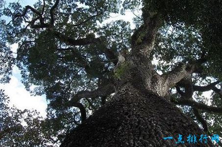 巴西古非针叶树，3000岁