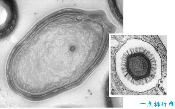 世界上最大的病毒 潘多拉三万年后被复活